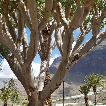 De Cactualdea