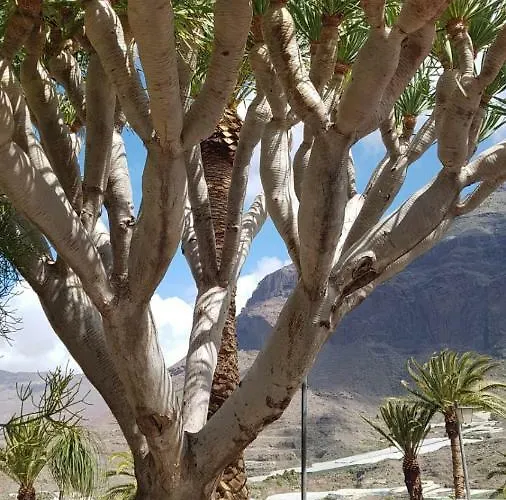 De Cactualdea